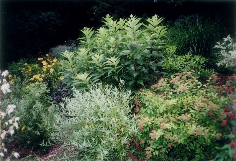 Landscaping Ideas - Hillside Perennial Garden in Wynnewood
