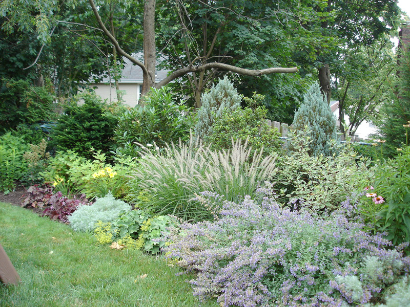 Backyard Designs - Privacy Screen Using Shrubs and Perennials in Frazer - After