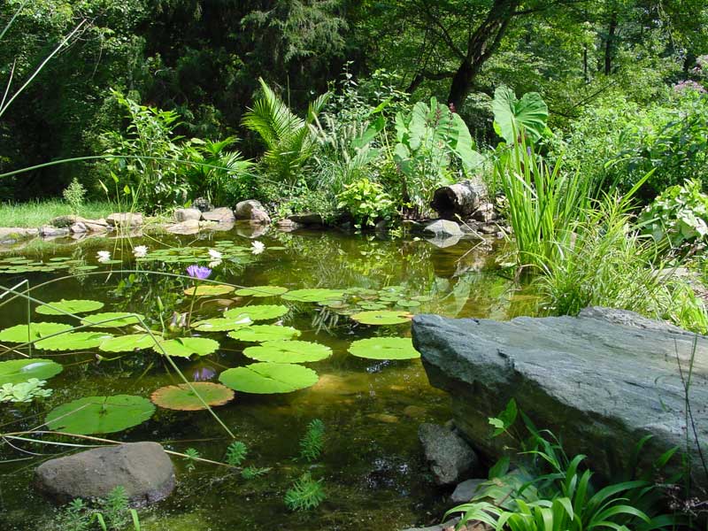 Pond with stream and waterfall in Newtown Square